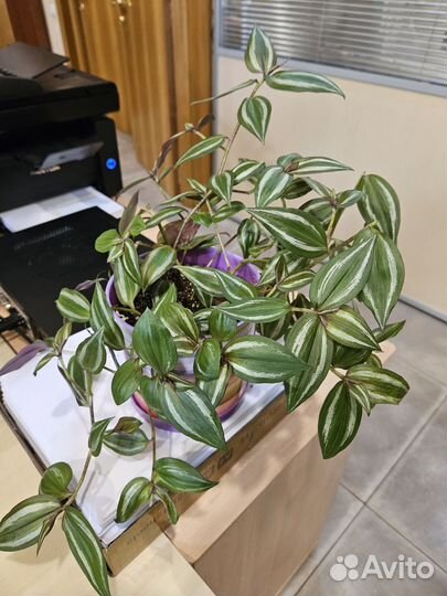 Обмен на сциндапсусы и подобные