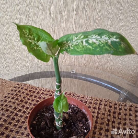 Диффенбахия. Доставлю