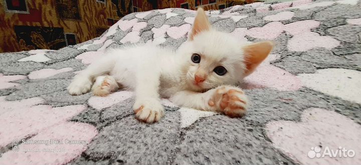 Отдам в добрые руки