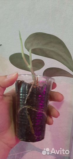 Сциндапсус сильвер леди