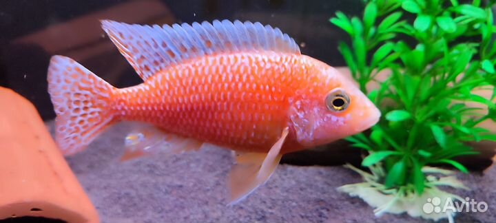 Аквариумные рыбки
