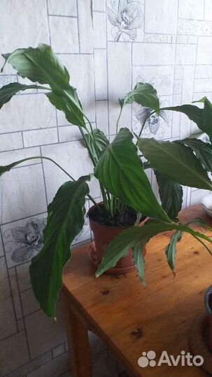 Спатифиллум