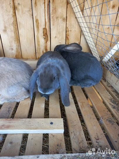 Кролик французский баран
