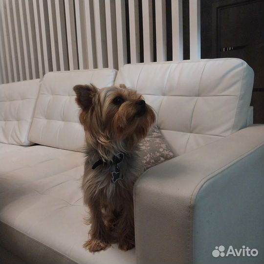 Вязка. йоркширский терьер вязка