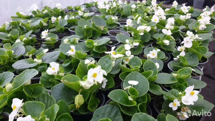 Черенки и Рассада цветов