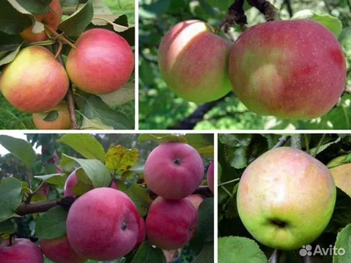 Саженцы яблони оптом мм-106