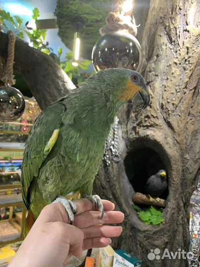 Ручной попугай