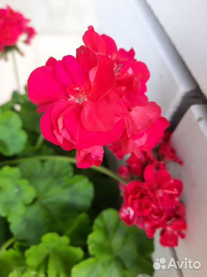 Пеларгония герань