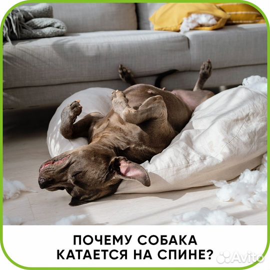 Ветеринарный врач на дом. Ветеринарная помощь