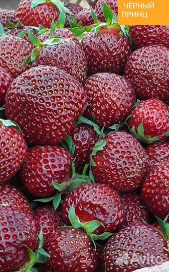 Клубника черный принц рассада