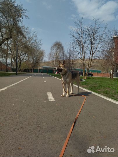 Кобель подросток