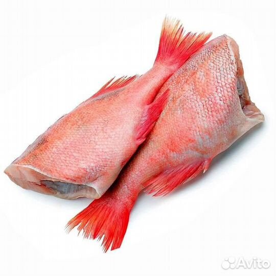 Морской окунь