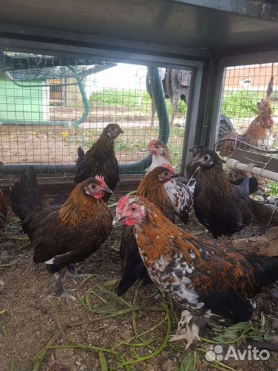Курица Бентамка и 8 цыплят