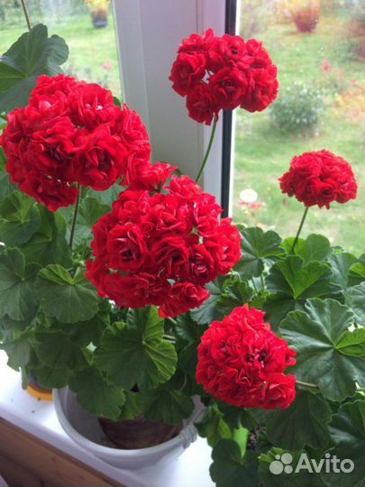 Пеларгония (герань) розебудная