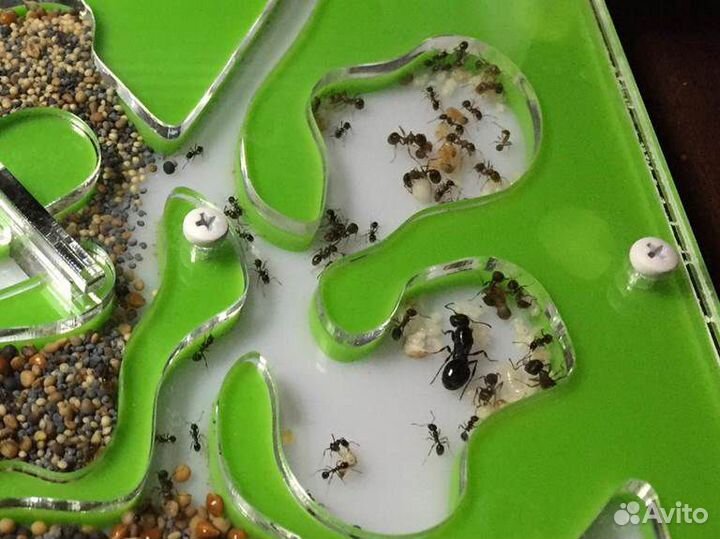 Муравьиная ферма с муравьями гипер Семья