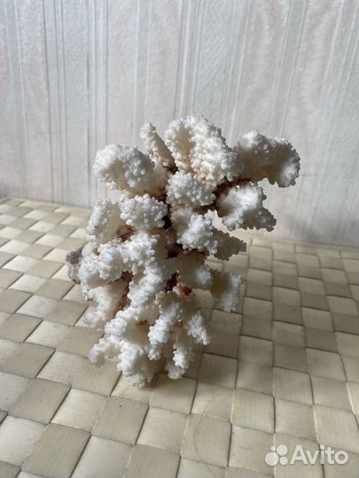 Морские кораллы