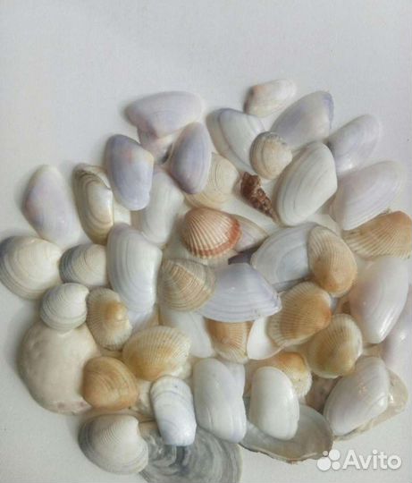 Черноморские ракушки