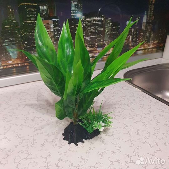 Растериние для аквариума