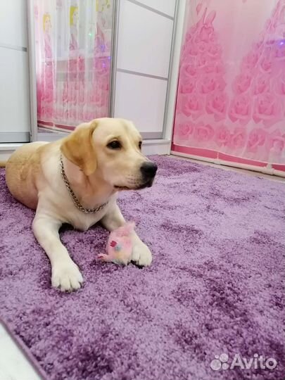 Вязка лабрадор