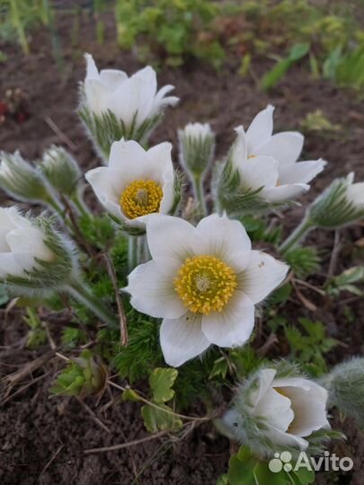 Многолетние цветы