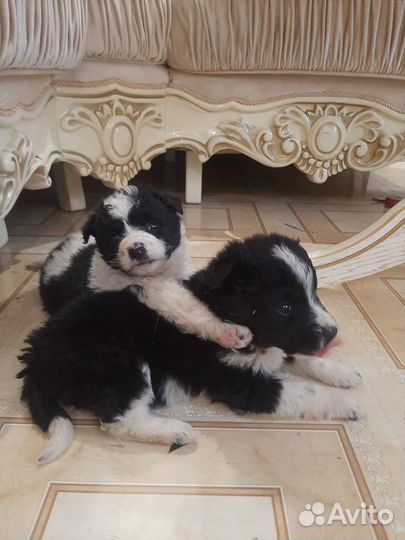 Умнейшие щенки с ветпаспортом и доставкой