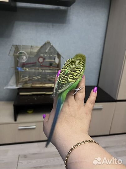 Волнистый попугай ручной