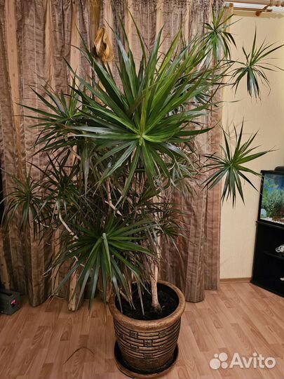 Пальма драцена