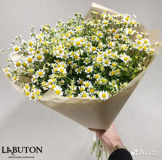 Цветы. Ромашки. Доставка цветов в Новосибирске