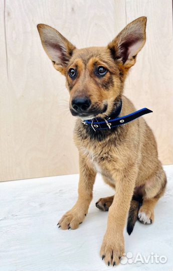 Отдам даром бесплатно