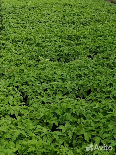 Рассада помидор, перца, баклажанов, базилика