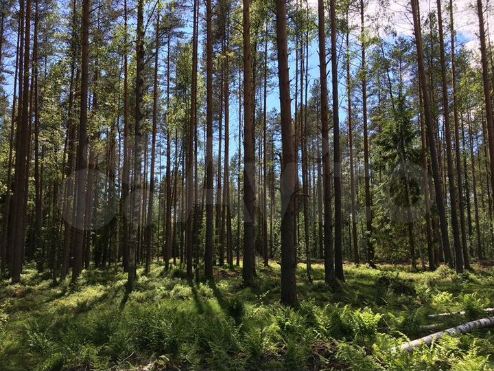 Участок 47,7 сот. (ИЖС)