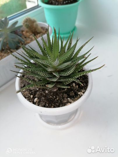 Кактусы и суккуленты