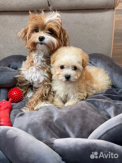 Плюшевые мальтипу