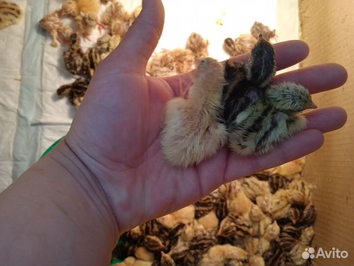 Перепела, И/Я