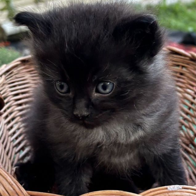Котёнок в добрые руки