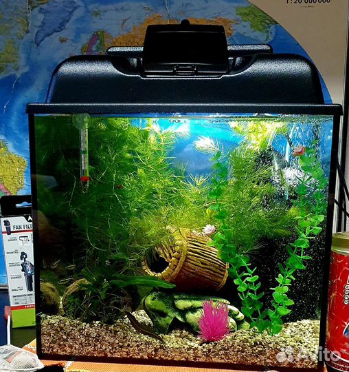Аквариум 30 л с неонами и креветками