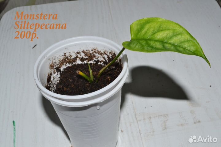 Сциндапсусы, эпипремнумы, монстеры