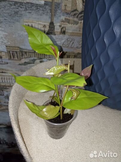 Пероксид Годсеффа