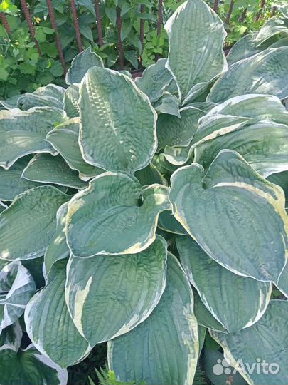 Саженцы хосты