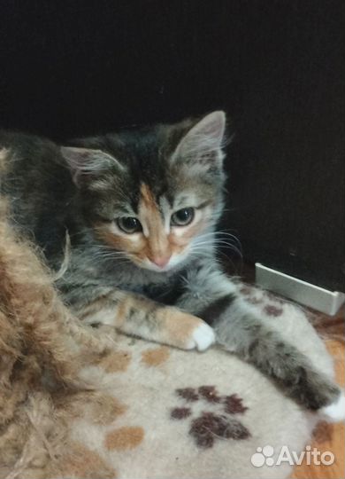 Чудная Шурка)