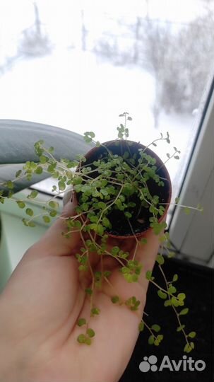 Солейролия