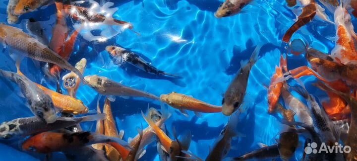 Японский карп кои. Встречаются вуалевые