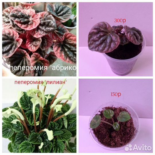 Пеперомия