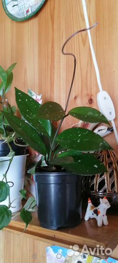 Хойя карноза