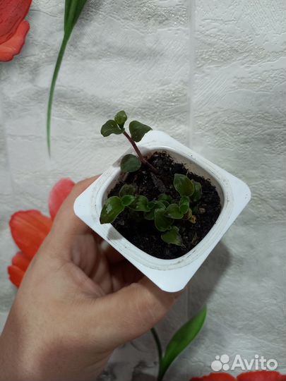 Комнатные цветы