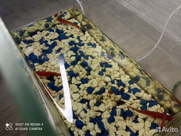 Аквариум с рыбками