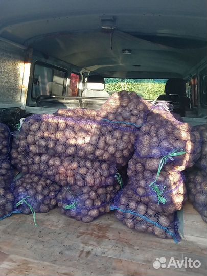 Картофель,сорт гала, крупный,доставка