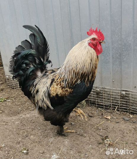 Молодые петухи