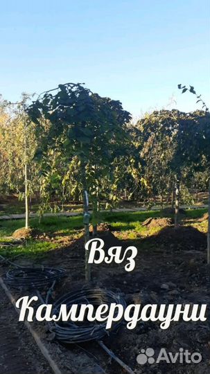 Вяз Кампердауни