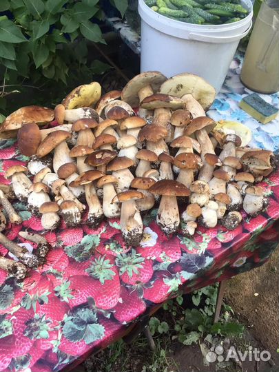 Грибы белые сушеные